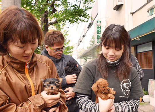 求人情報 ペットショップ ピーターパン 京都市左京区 仔犬の販売